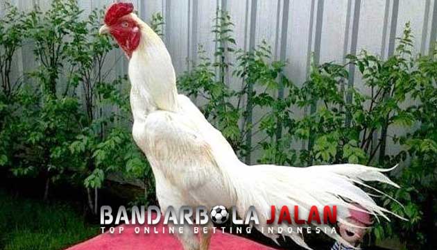 Fakta Menarik Ayam Kinantan Putih Paling Diyakini Para Botoh