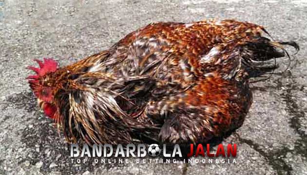 Faktor Utama Ayam Bangkok Menjadi Kurus dan Susah Gemuk