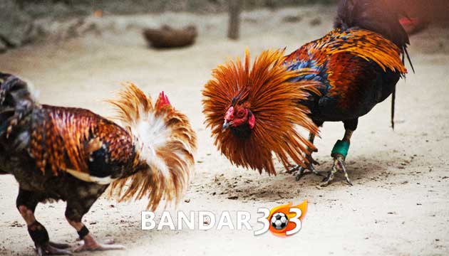 Ciri Ayam Bangkok Siap Diadu Di Arena Sabung Ayam