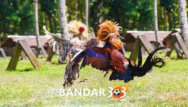 Update Terbaru! Jenis Ayam Petarung Terbaik Tahun 2021